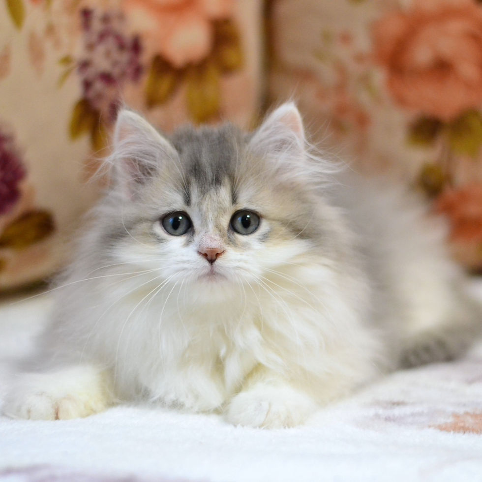 Thumbnail: 099 Rikki (U) Scottish Straight longhair male kitten
