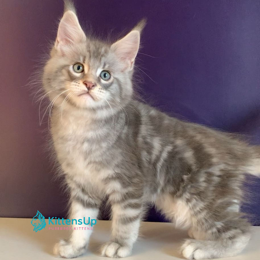 Thumbnail: 870 Rembrant (R) Maine Coon male kitten