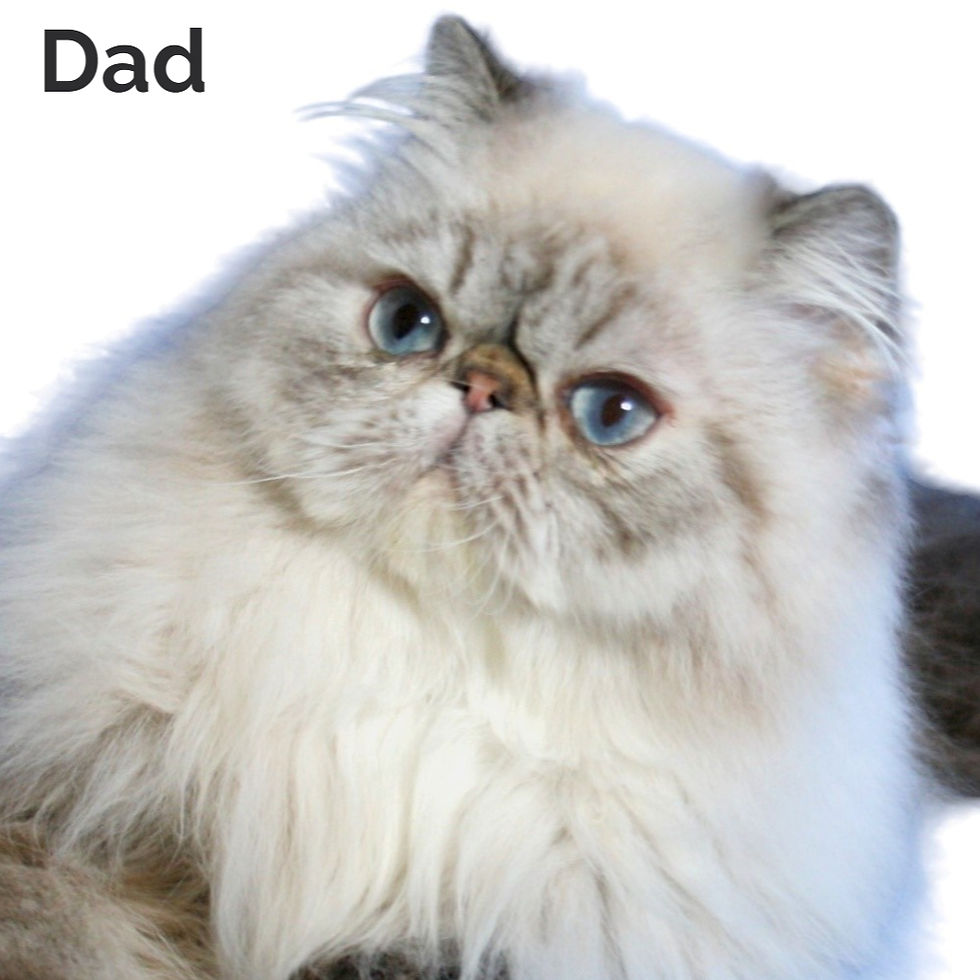 Thumbnail: Exotic shorthair