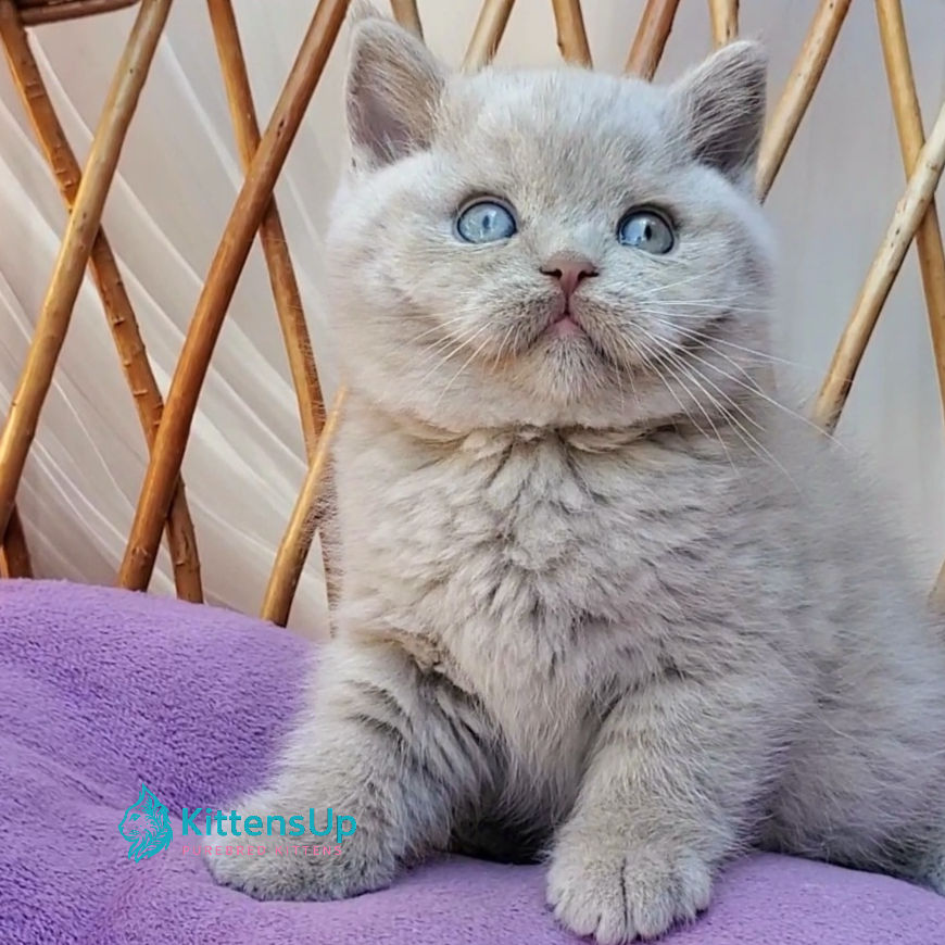 Thumbnail: British shorthair