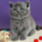 Thumbnail: British shorthair