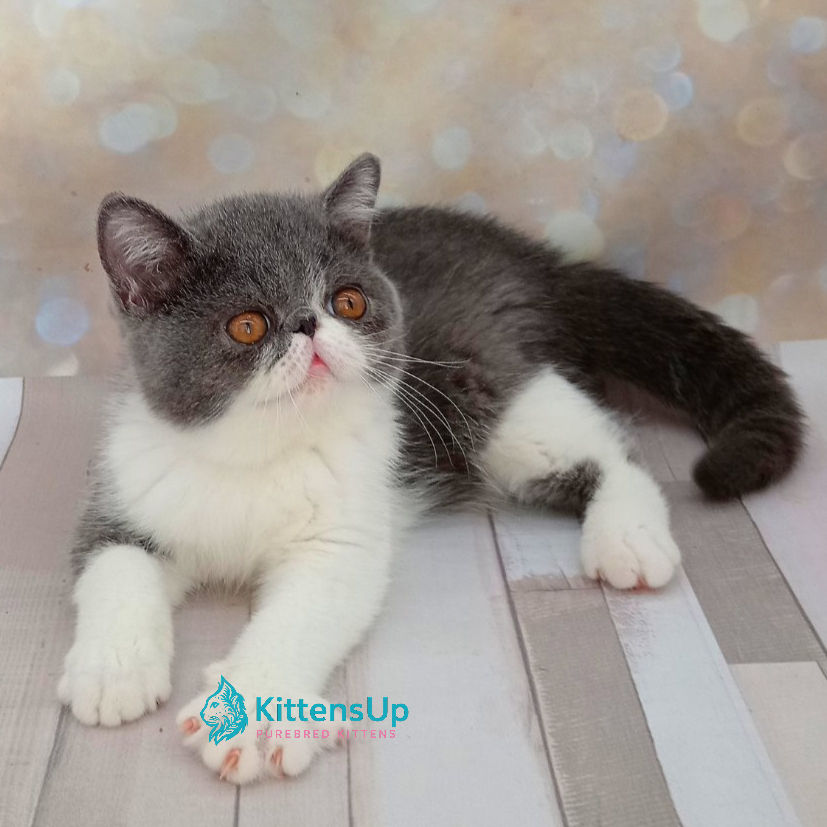 Exotic shorthair