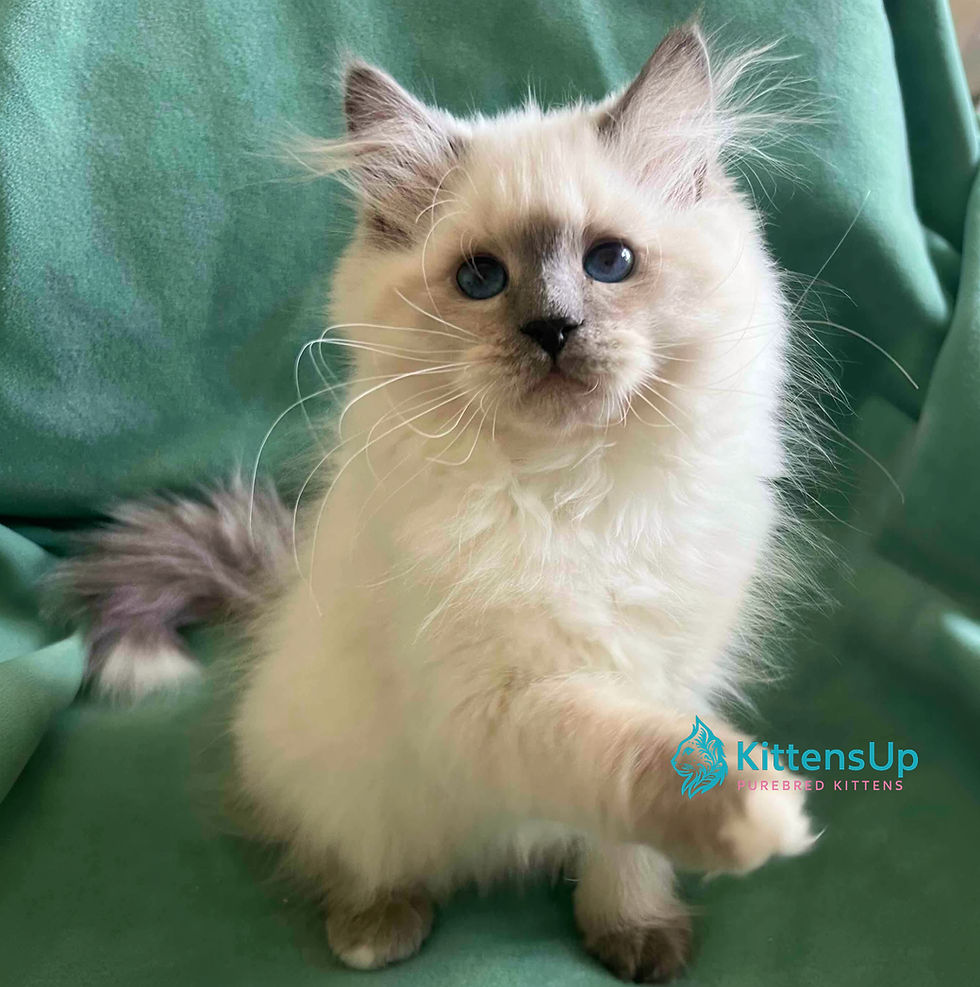 Siberian