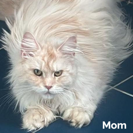 Thumbnail: Maine Coon