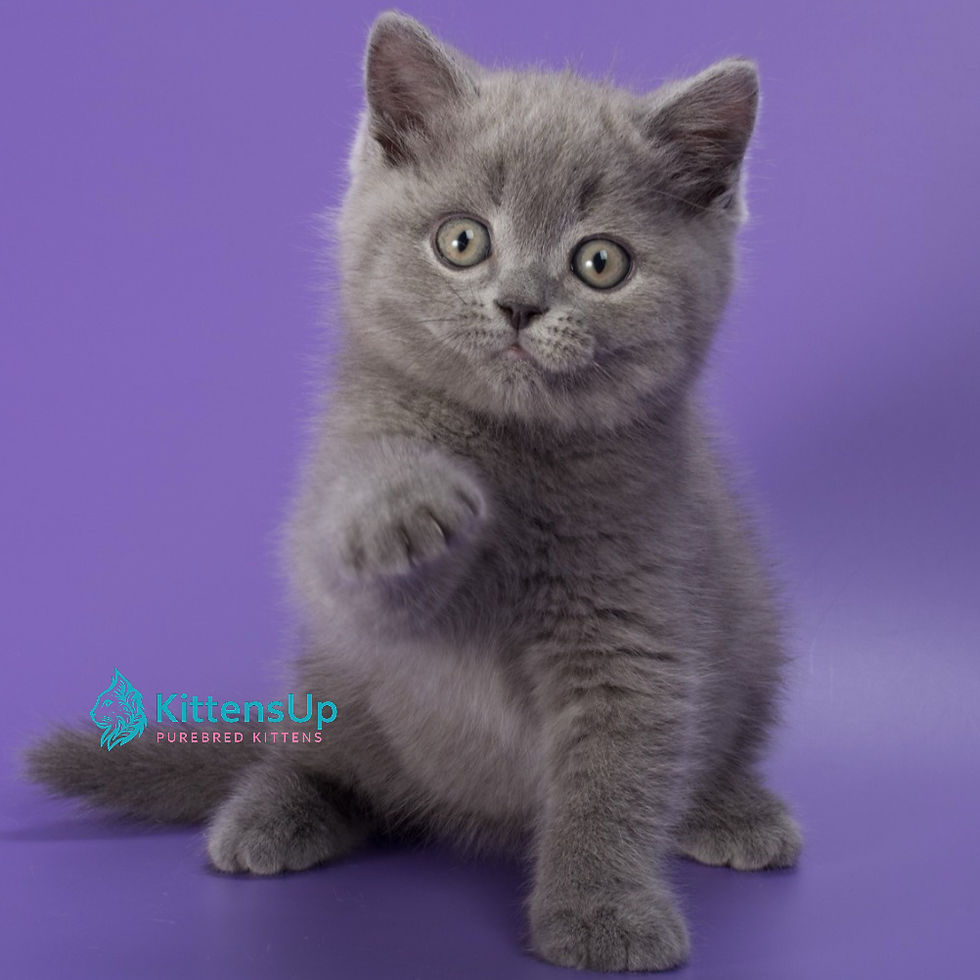 British shorthair