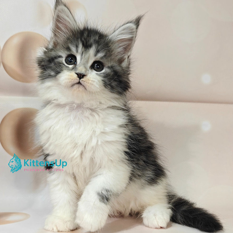 Maine Coon
