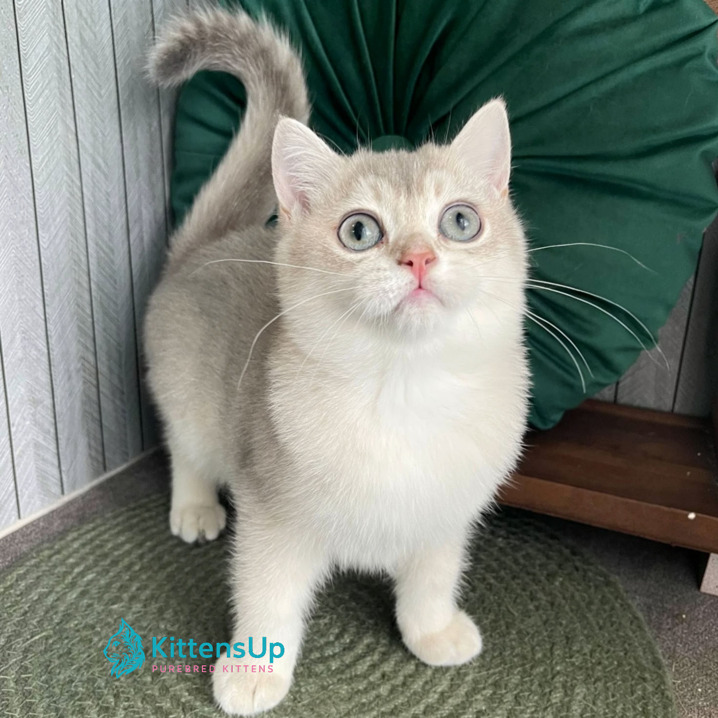 British shorthair