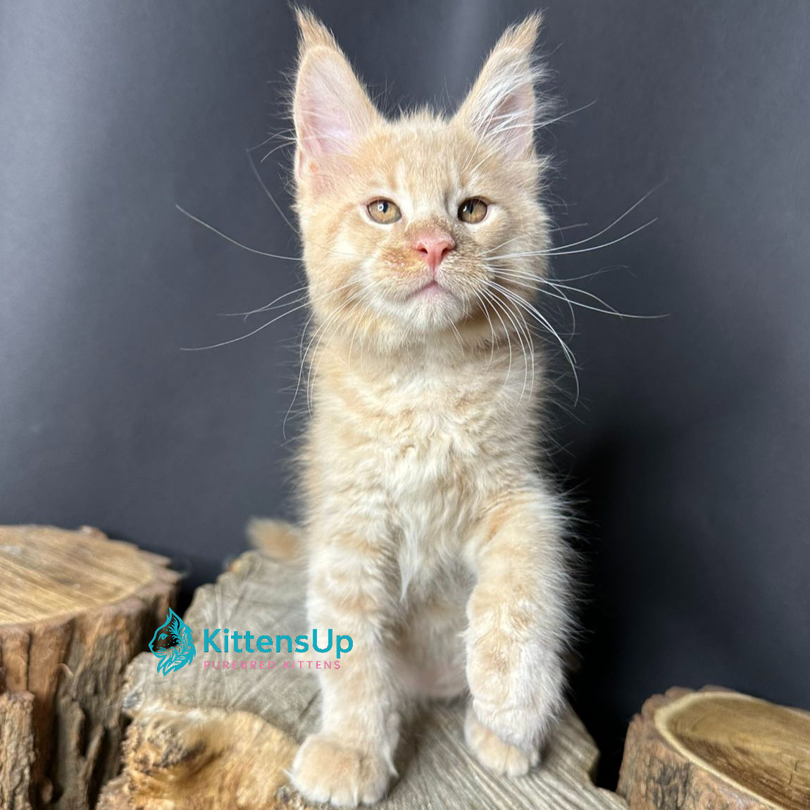 Maine Coon