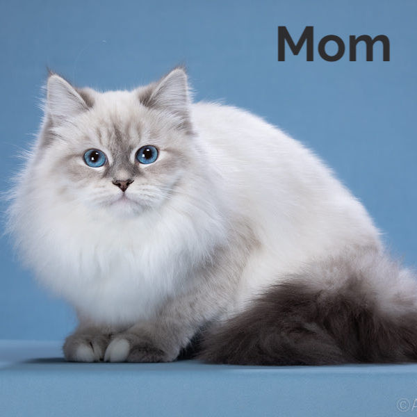 Thumbnail: 063 Hammer (R) Siberian male kitten