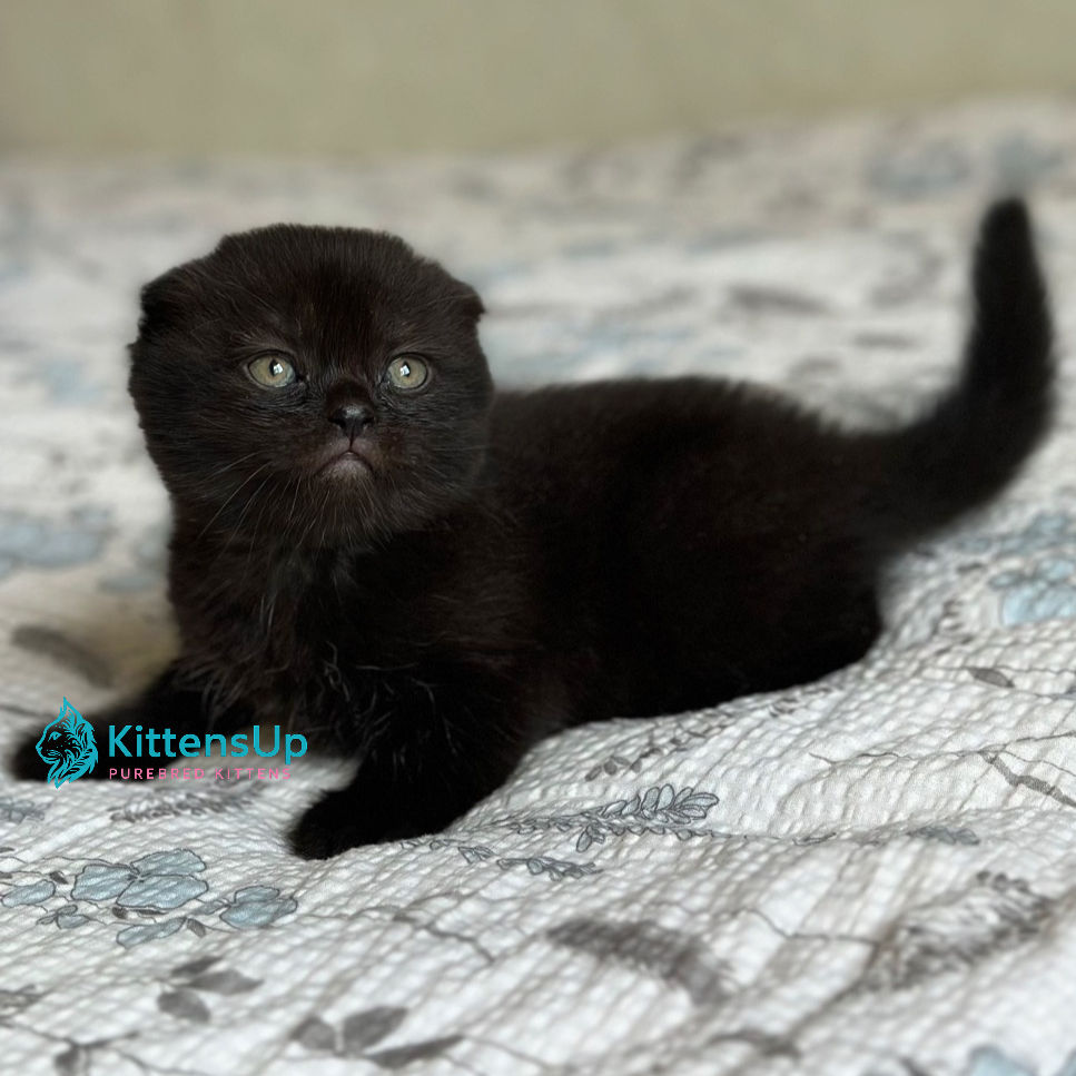 Scottish Fold