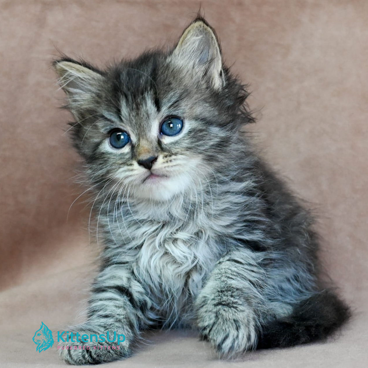 Siberian