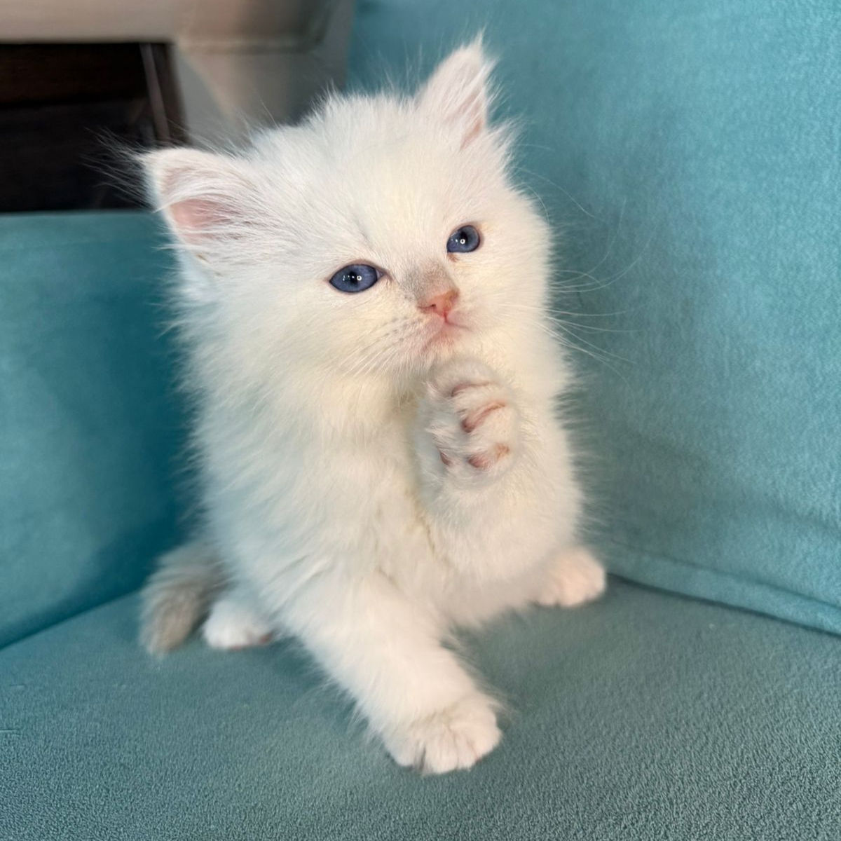 100 Quinto (R) Siberian male kitten