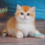 British shorthair