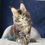 Thumbnail: 442 Otto (R) Maine Coon male kitten