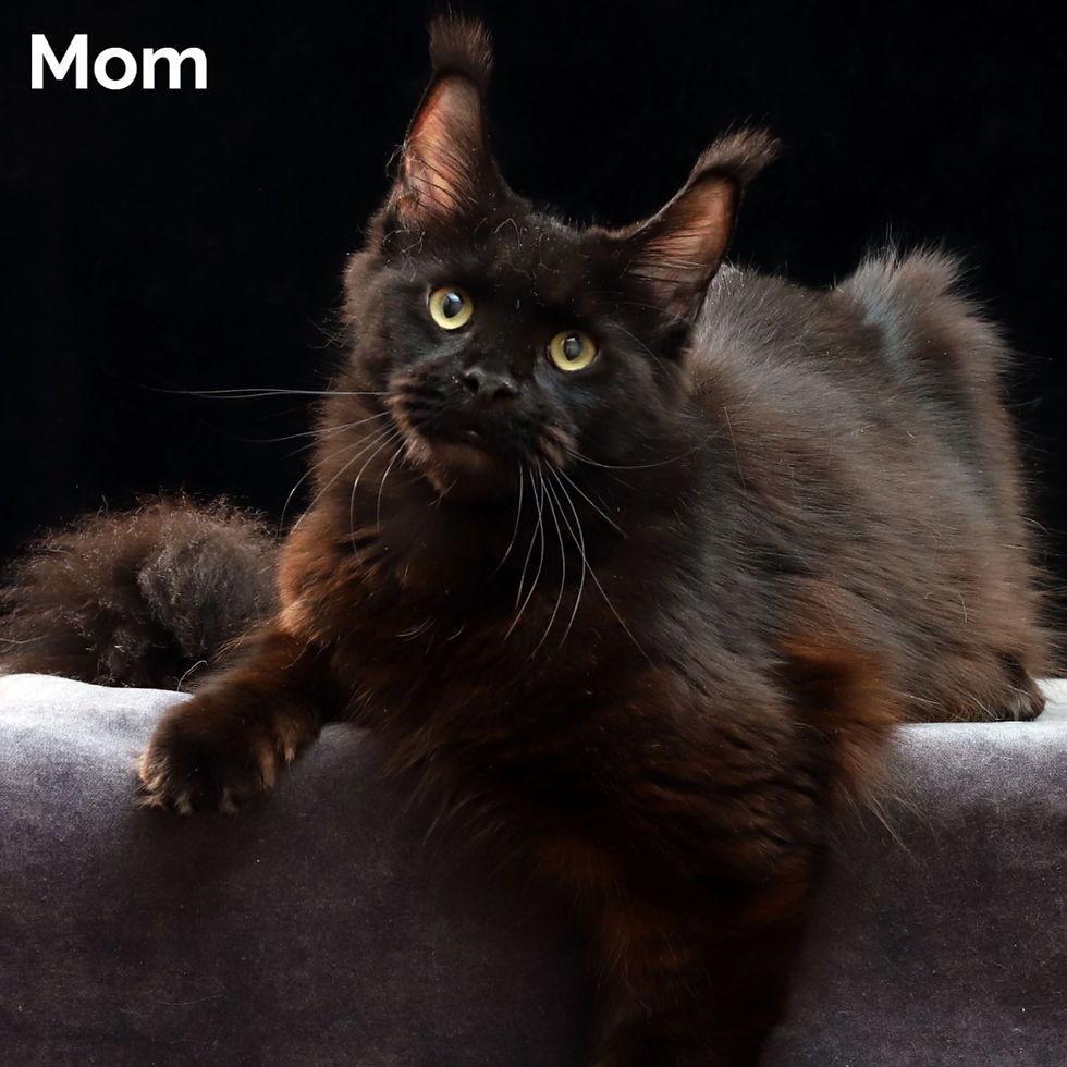 Thumbnail: Maine Coon