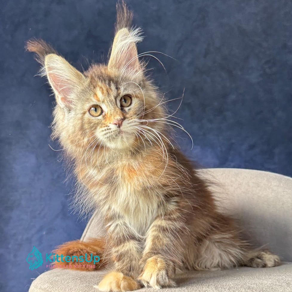 Maine Coon