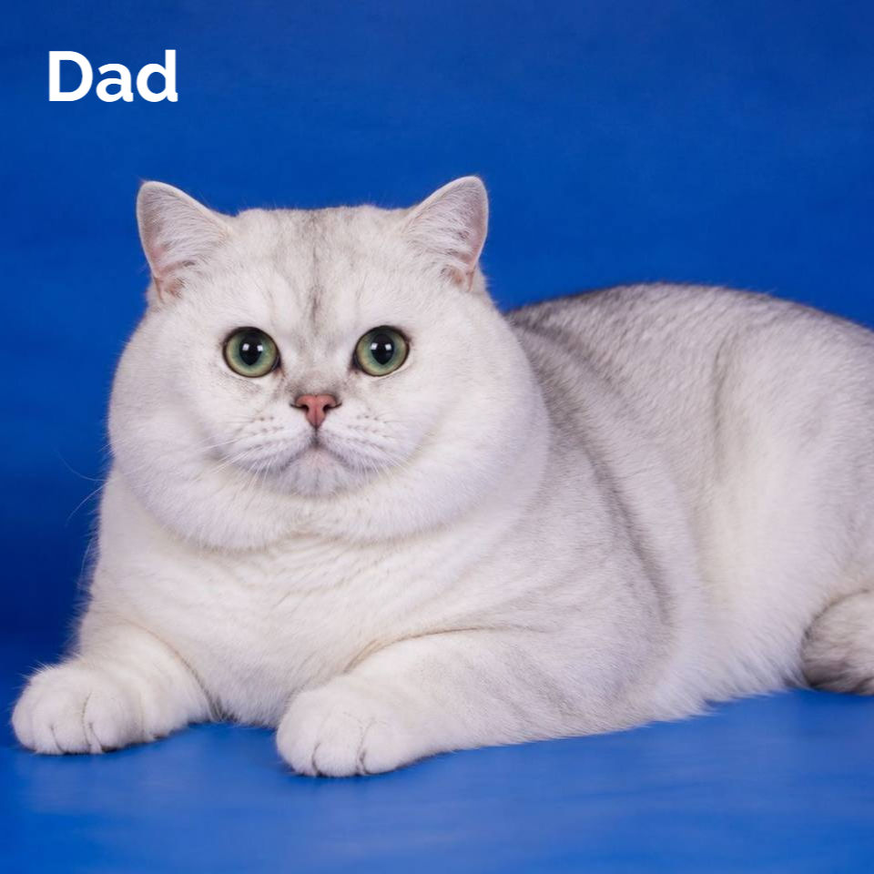 Thumbnail: 657 Stefani (U) British kitten female kitten