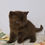 Thumbnail: 317 Gardenia (PL) British shorthair female kitten