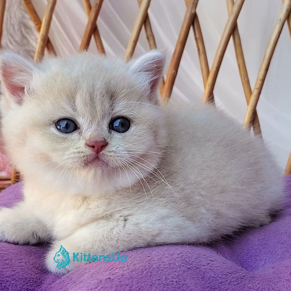 Thumbnail: British shorthair