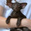 Thumbnail: 596 Mishka (R)  Oriental male kitten