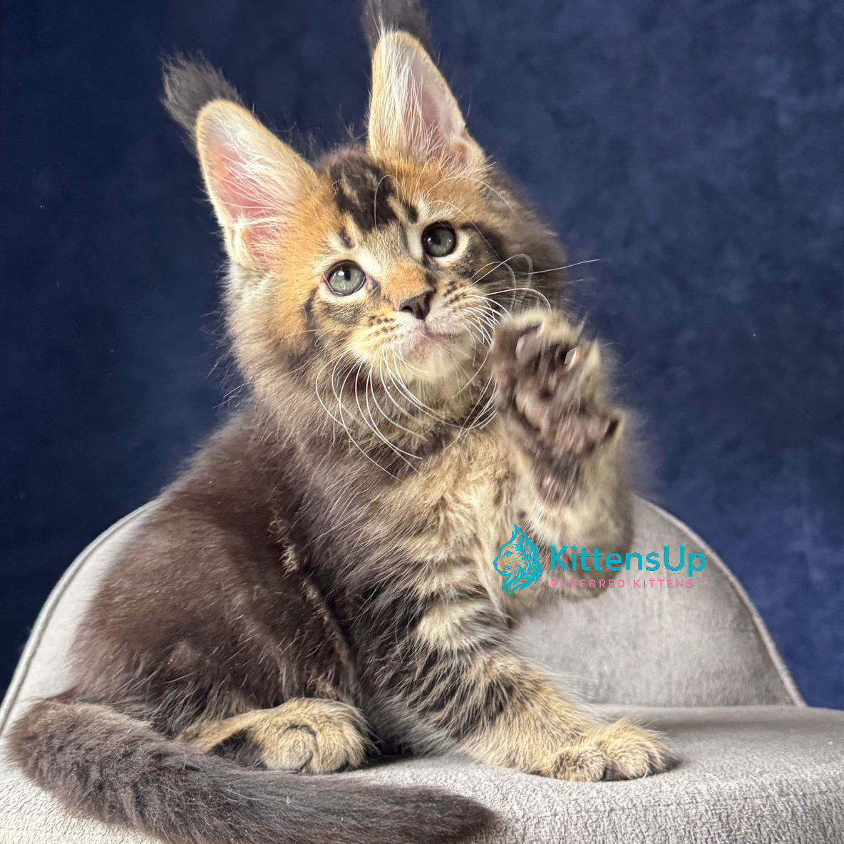 444 Olaf (R) Maine Coon male kitten