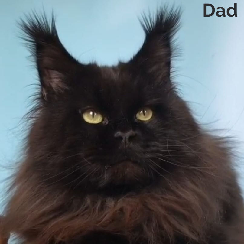 Thumbnail: Maine Coon