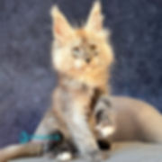 704 Gazel (R) Maine Coon male kitten