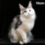 Thumbnail: 626 David (R) Maine Coon male kitten