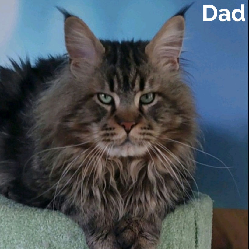 Thumbnail: Maine Coon