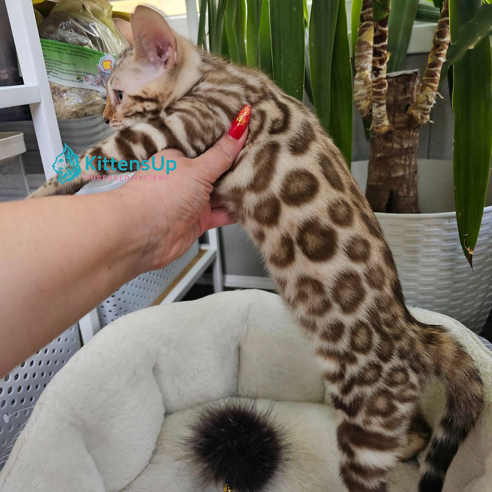 Bengal