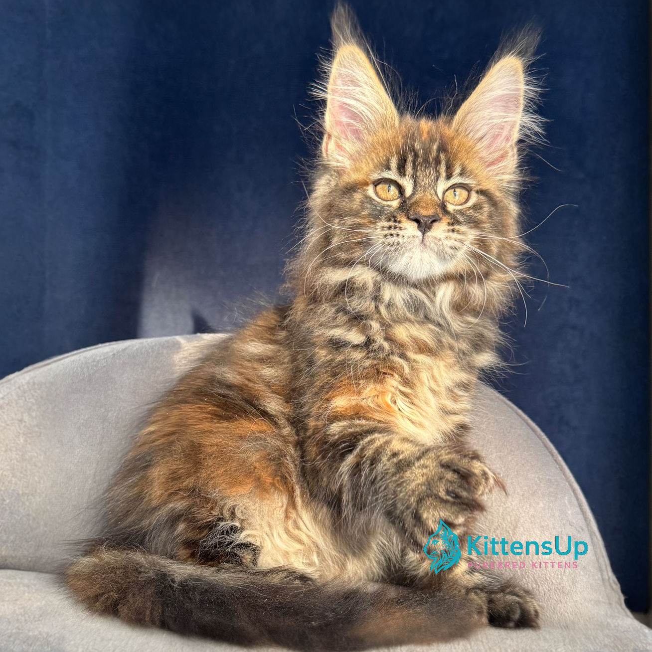 Maine Coon