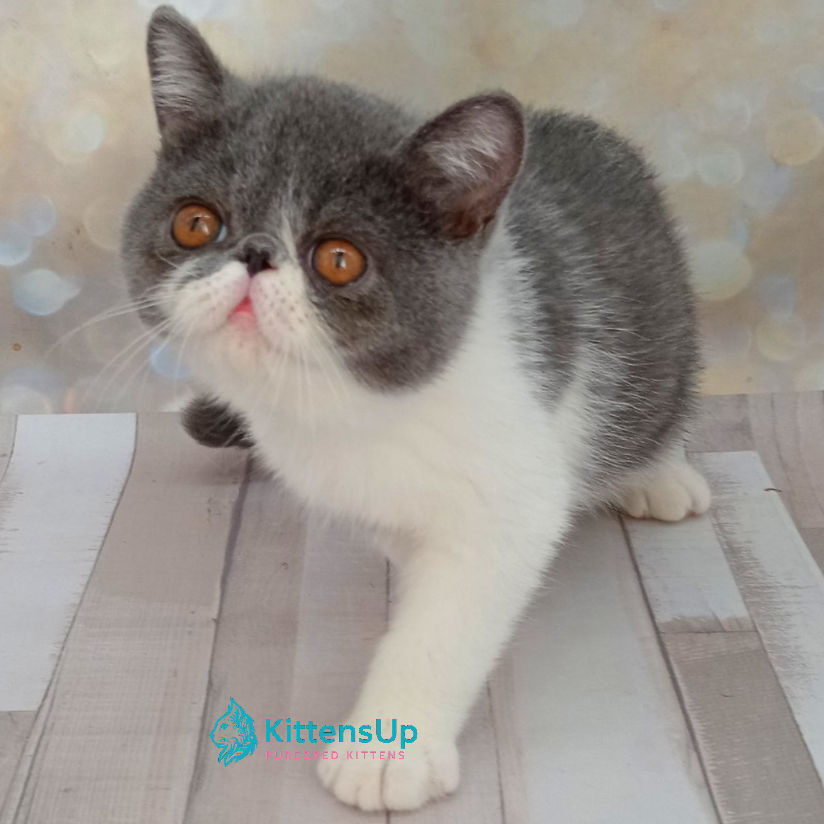 Exotic shorthair
