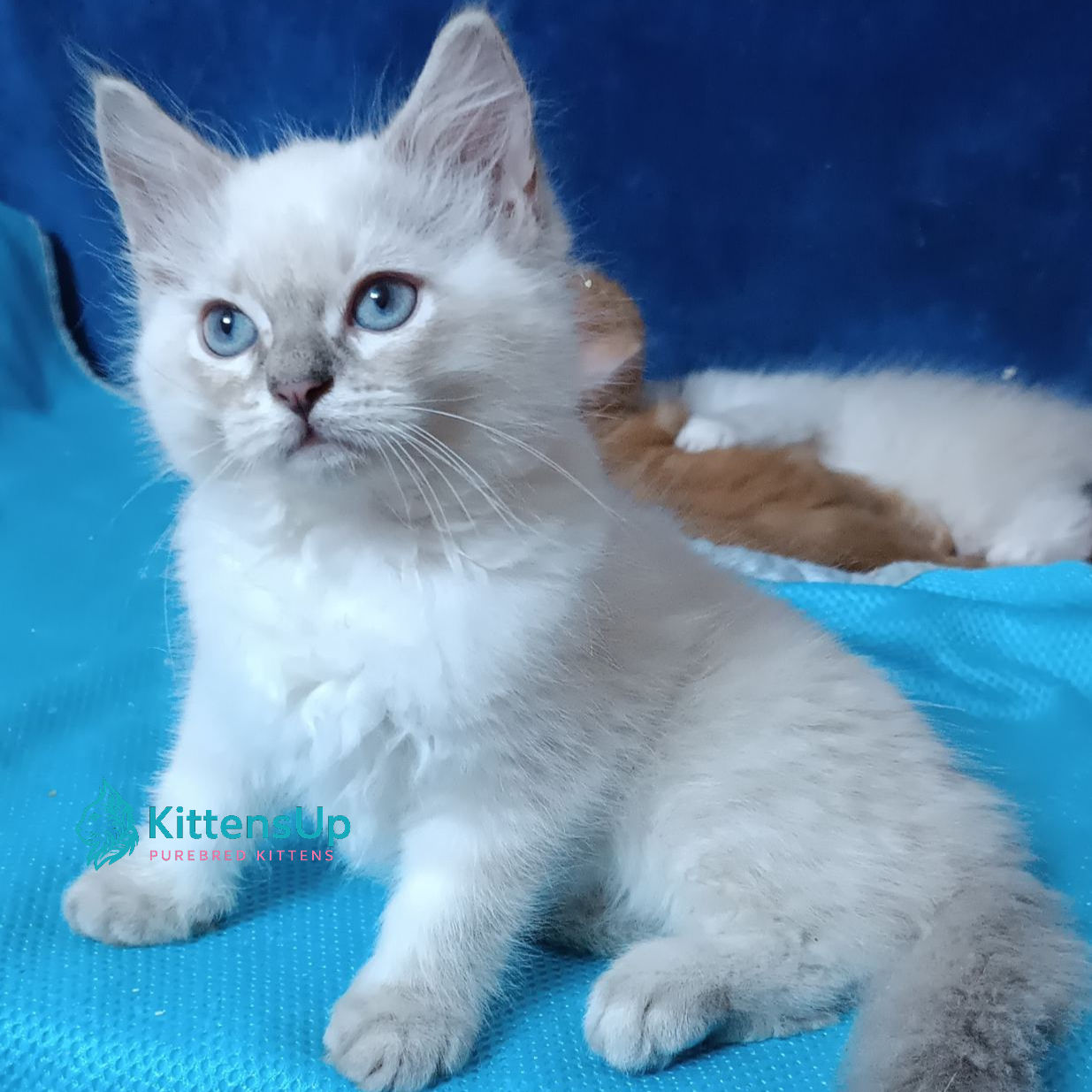 Siberian