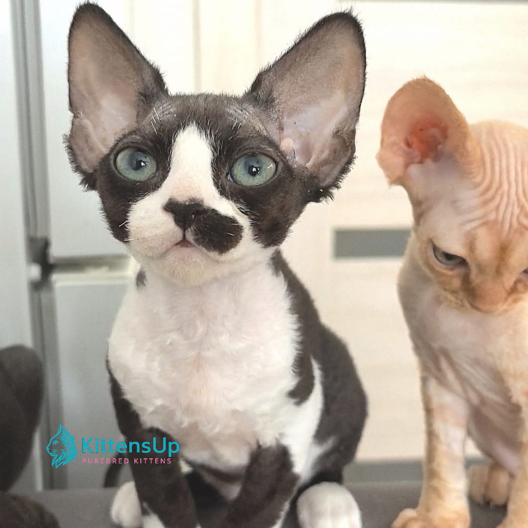 Devon Rex