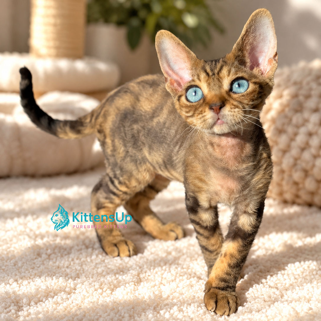 533 Croha (R) Devon Rex male kitten