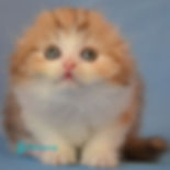 Scottish fold
