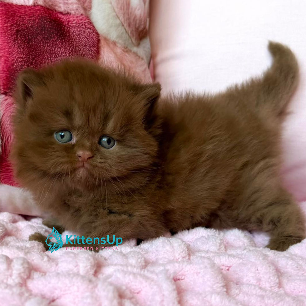 British longhair