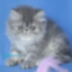 Thumbnail: Persian longhair