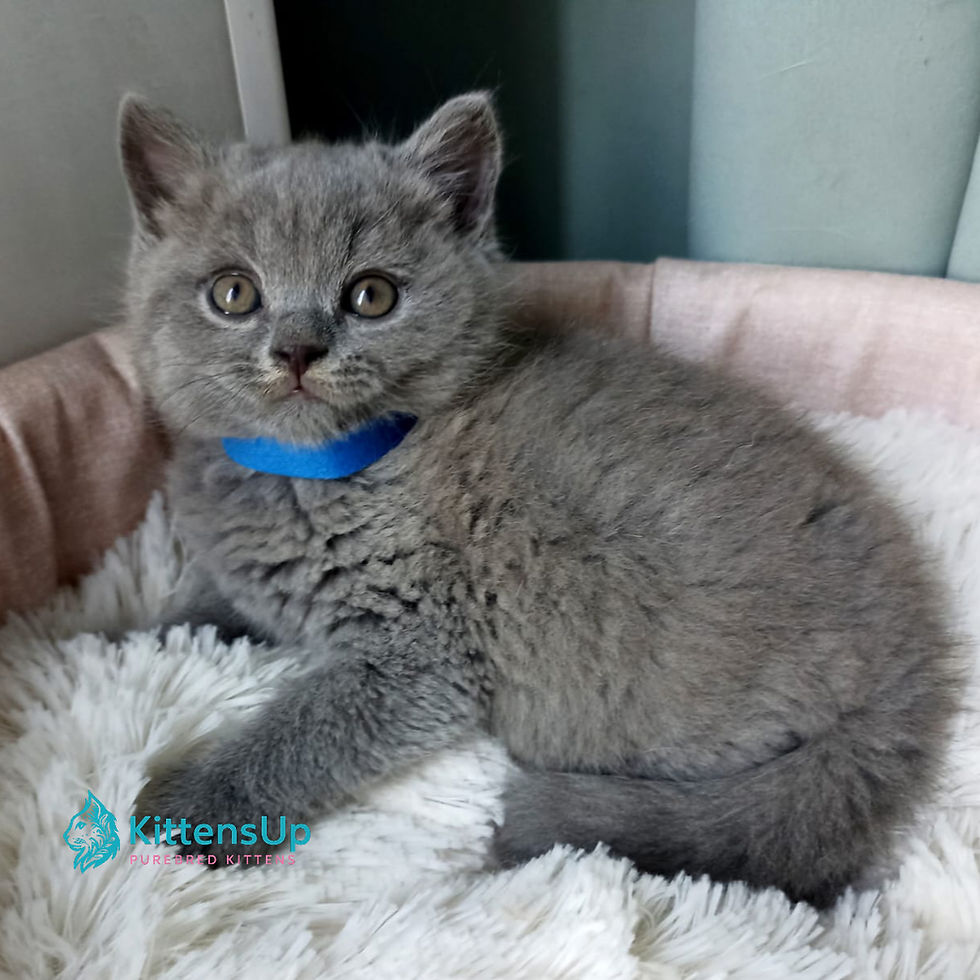 British shorthair