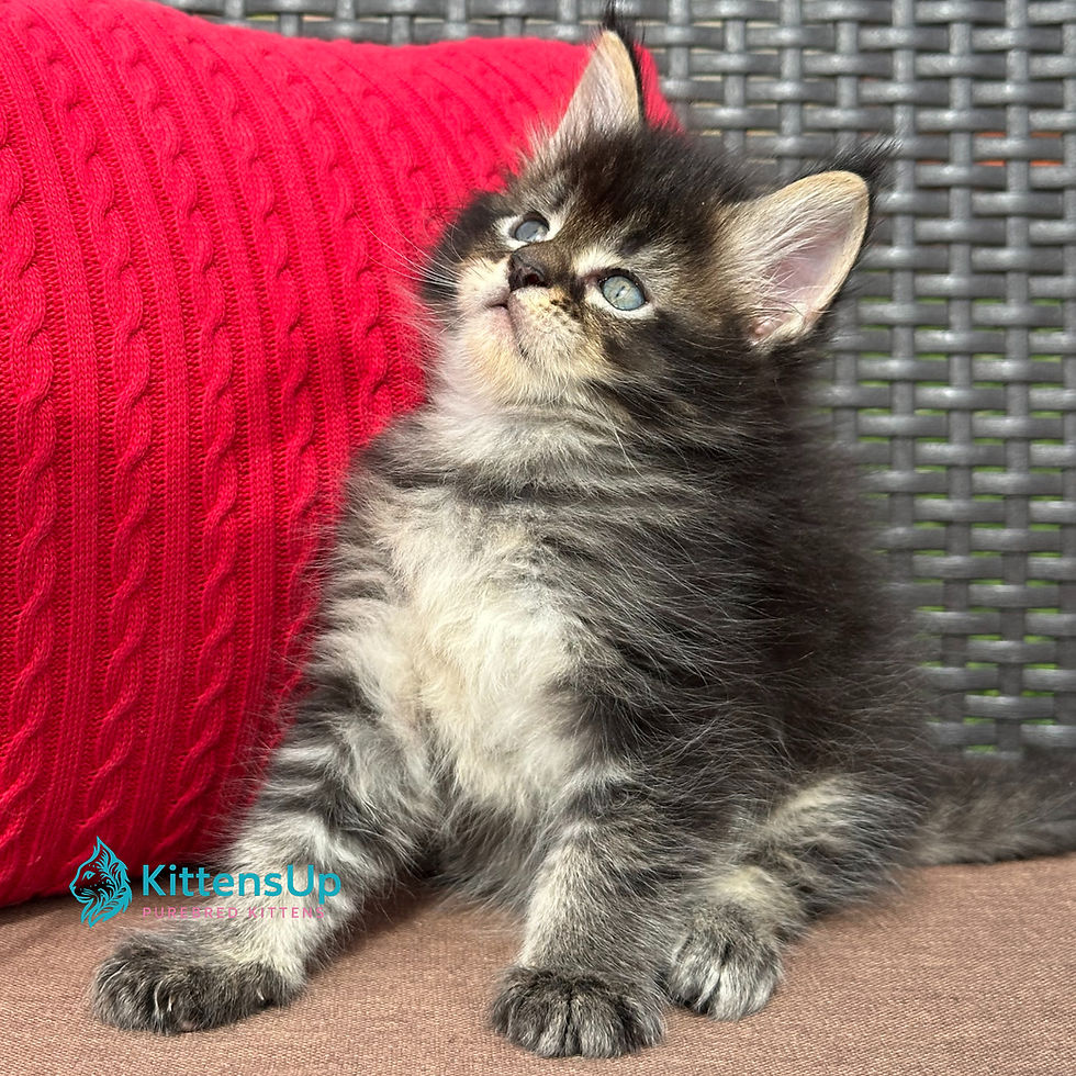 Thumbnail: Maine Coon