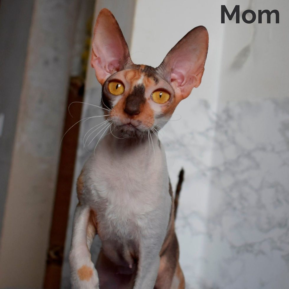 Thumbnail: Cornish Rex