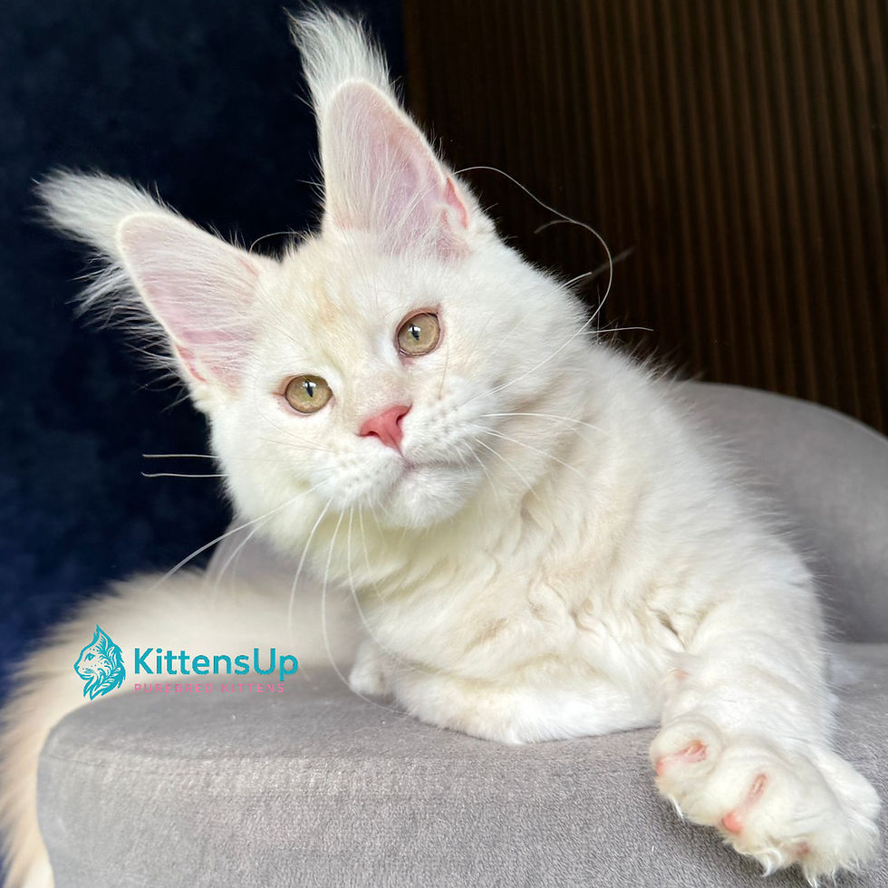 Maine Coon