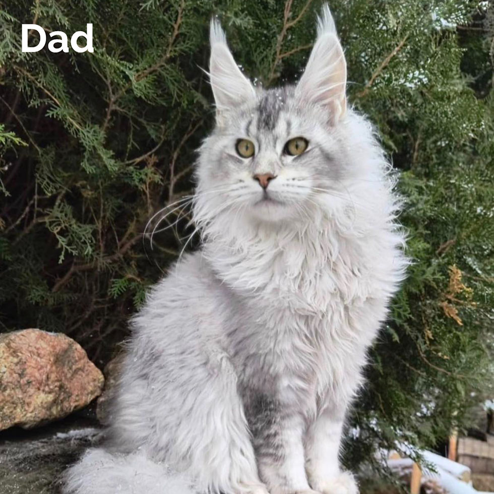 Thumbnail: Maine Coon