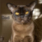 Thumbnail: Burmese