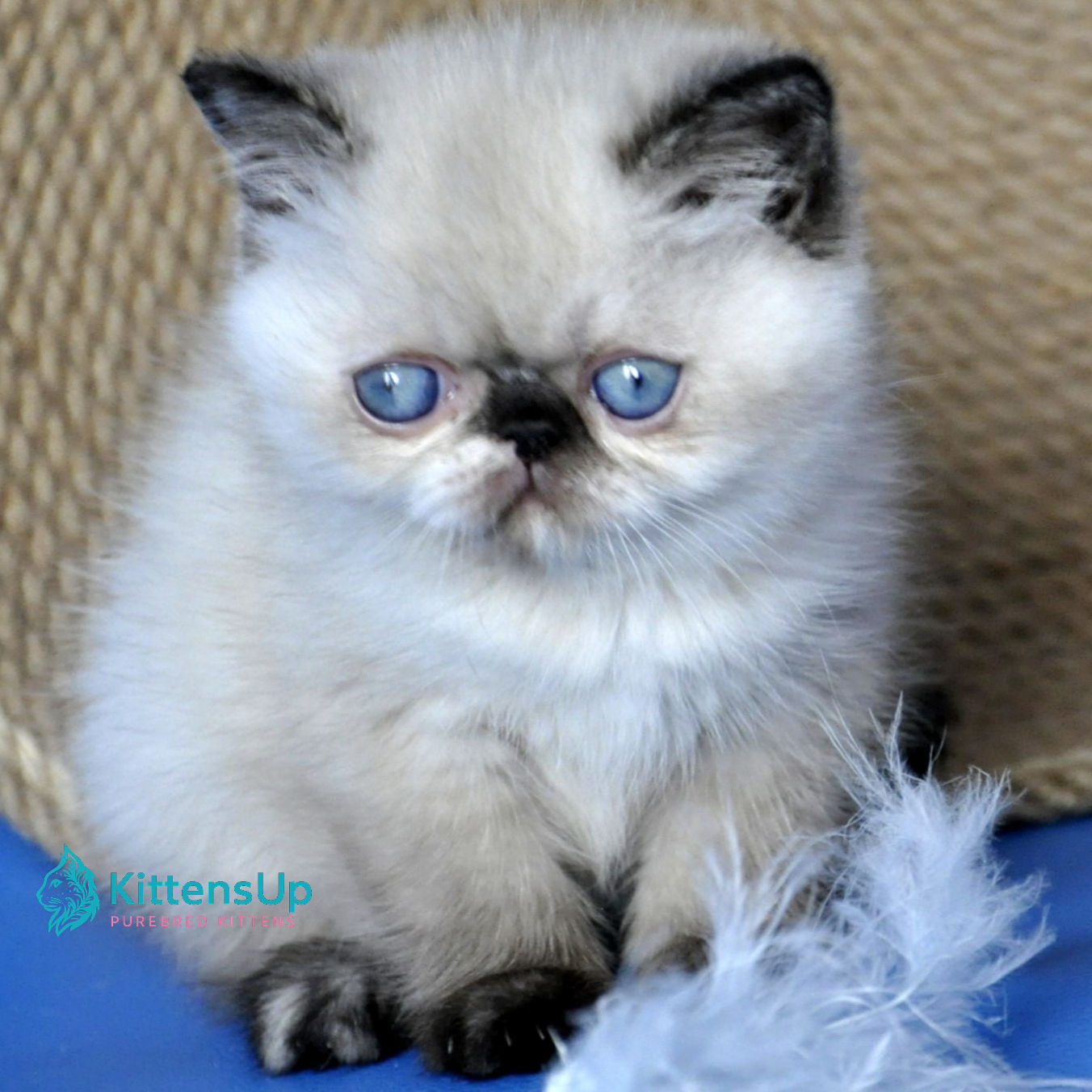 Exotic shorthair