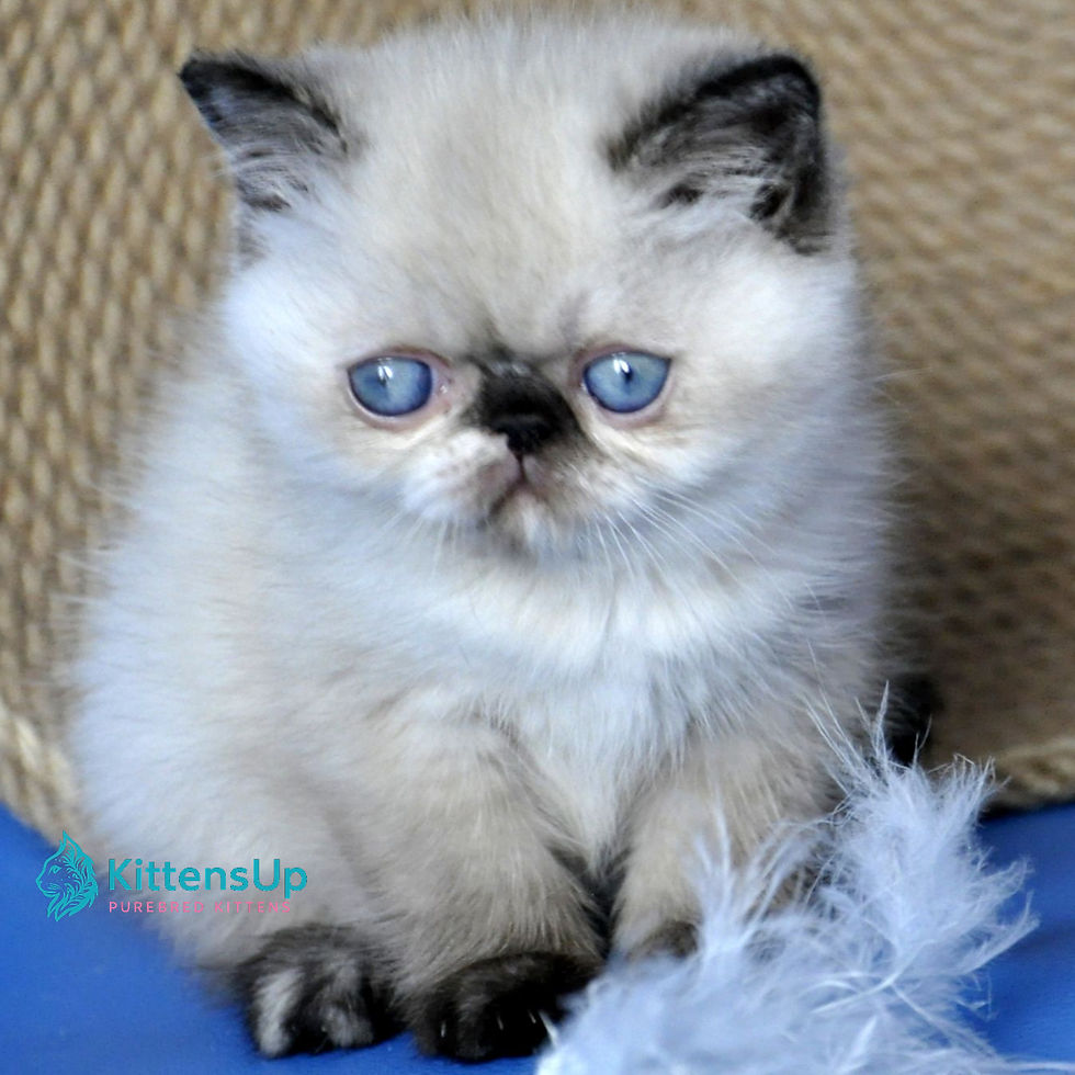 Exotic shorthair