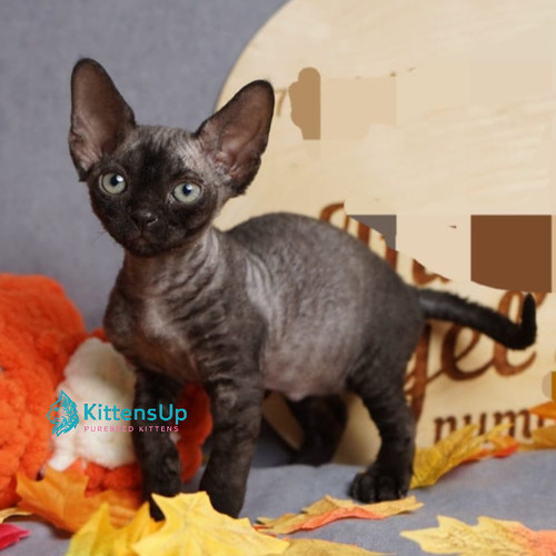 616 Harry (R) Devon Rex male kitten | Kittens Up