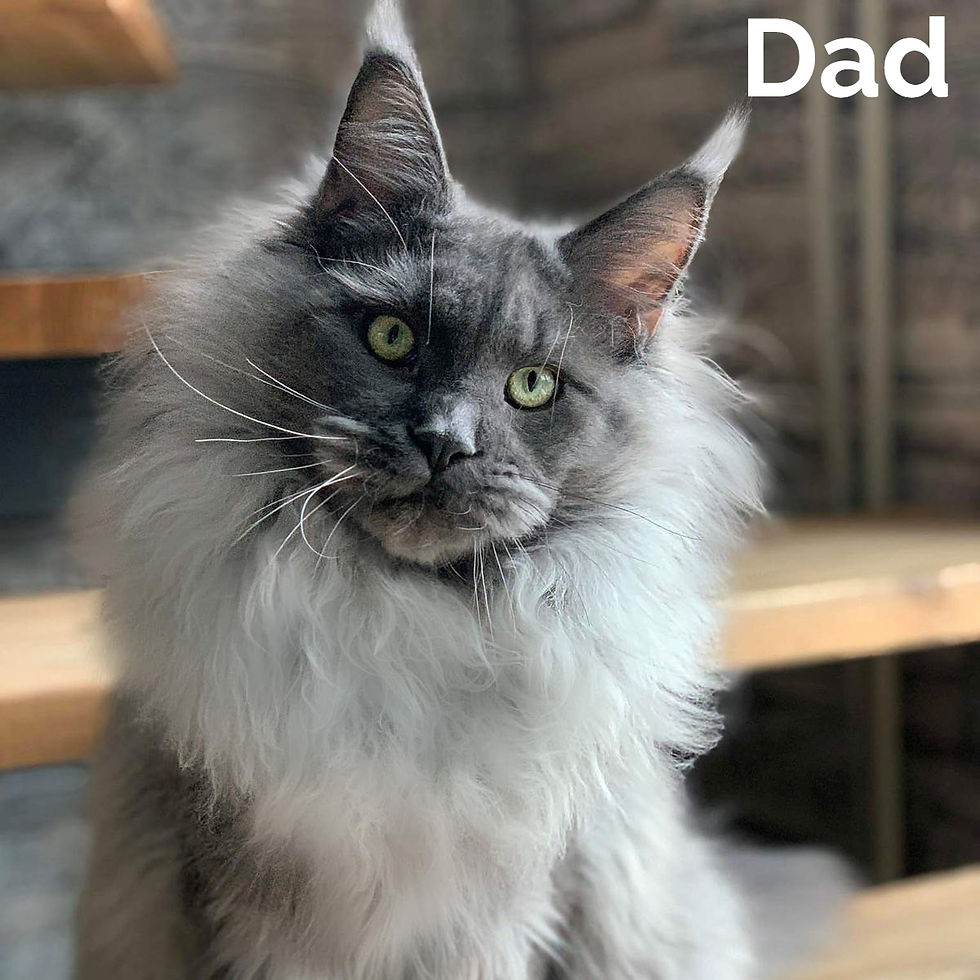 Thumbnail: Maine Coon