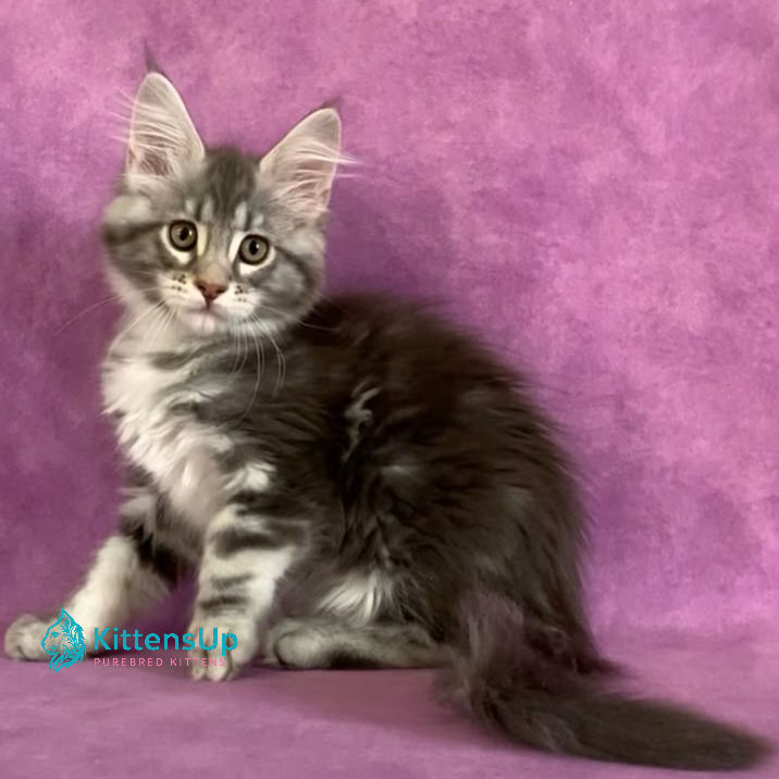 Thumbnail: Maine Coon