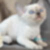 Devon Rex
